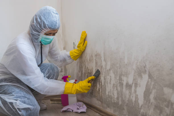 Biohazard Mold Removal in Abbeville, AL