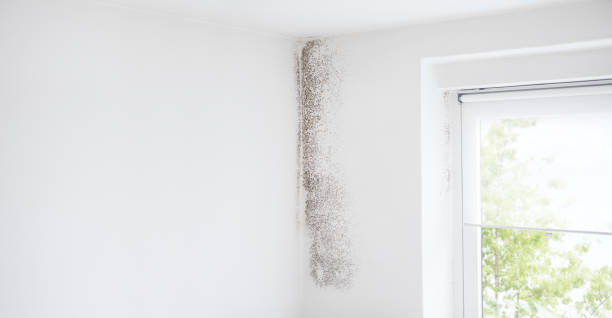 Best Mold Documentation for Insurance Claims  in Abbeville, AL