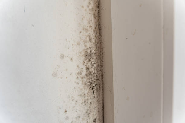Dehumidification Services in Abbeville, AL